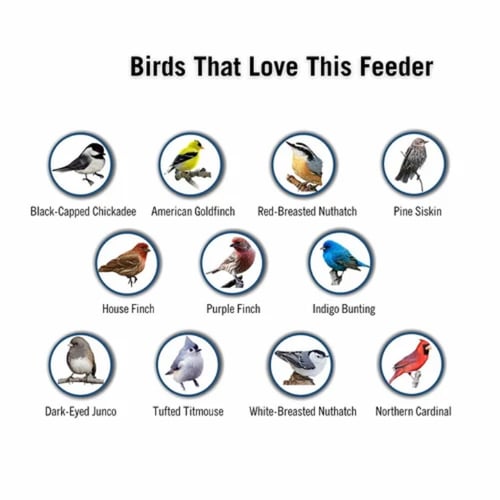 💥Clear Stock Last Day 50% OFF🔥-100% Squirrel-Proof Bird Feeder